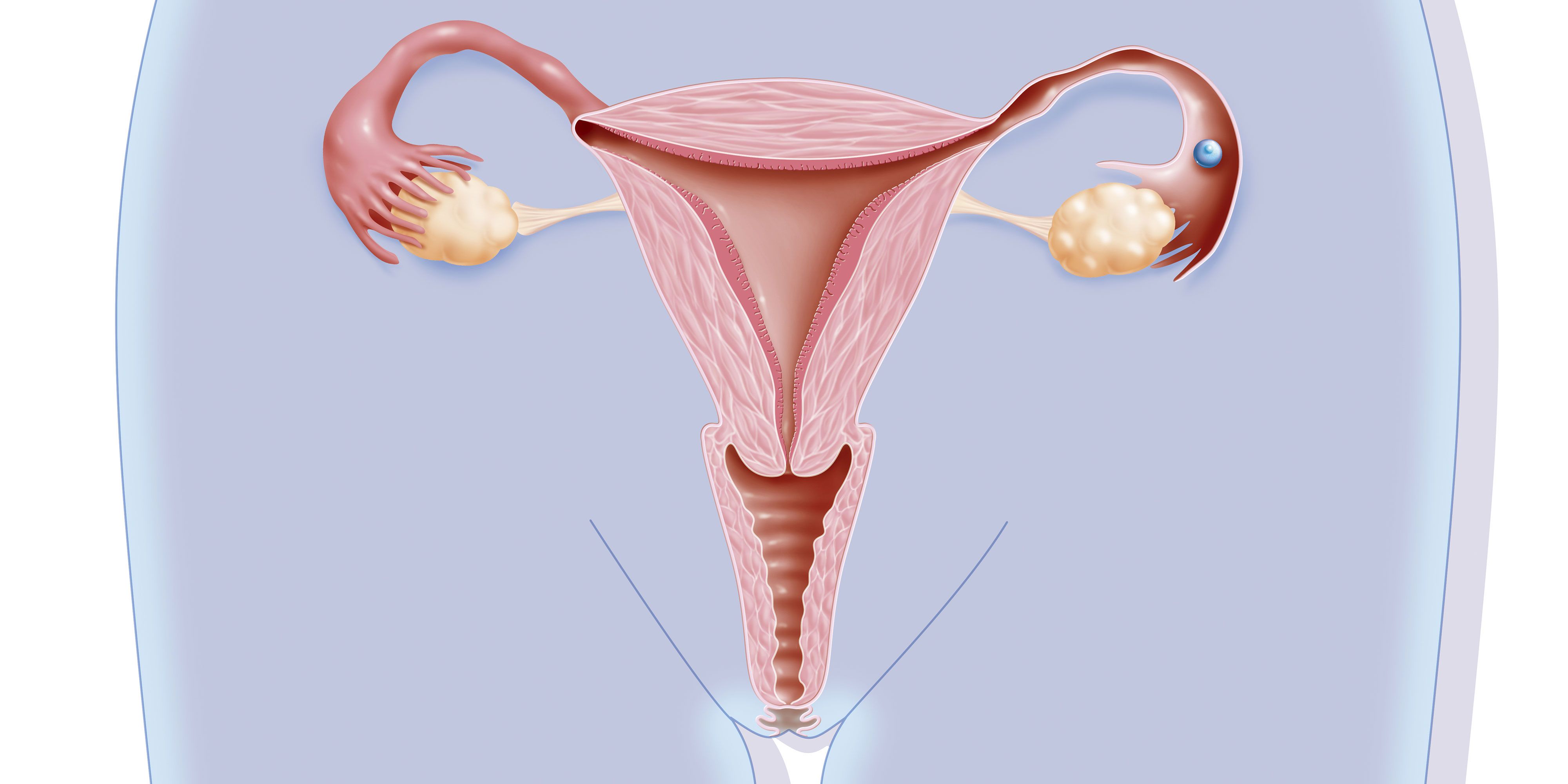 14-astounding-facts-about-vagina-female