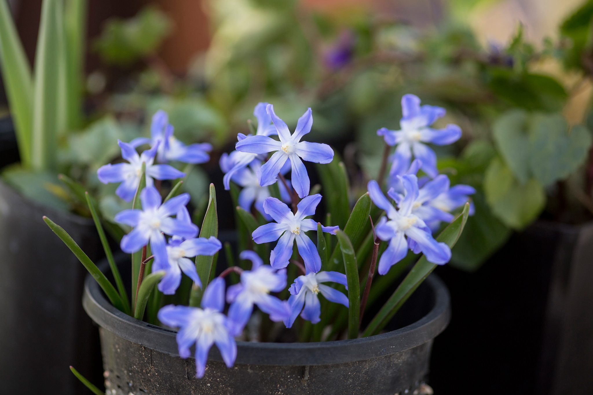 14-captivating-facts-about-chionodoxa