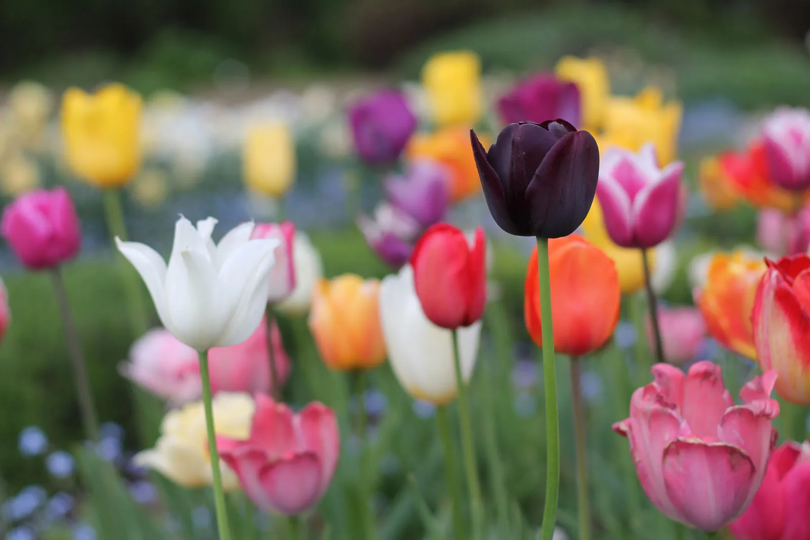 14-captivating-facts-about-tulip
