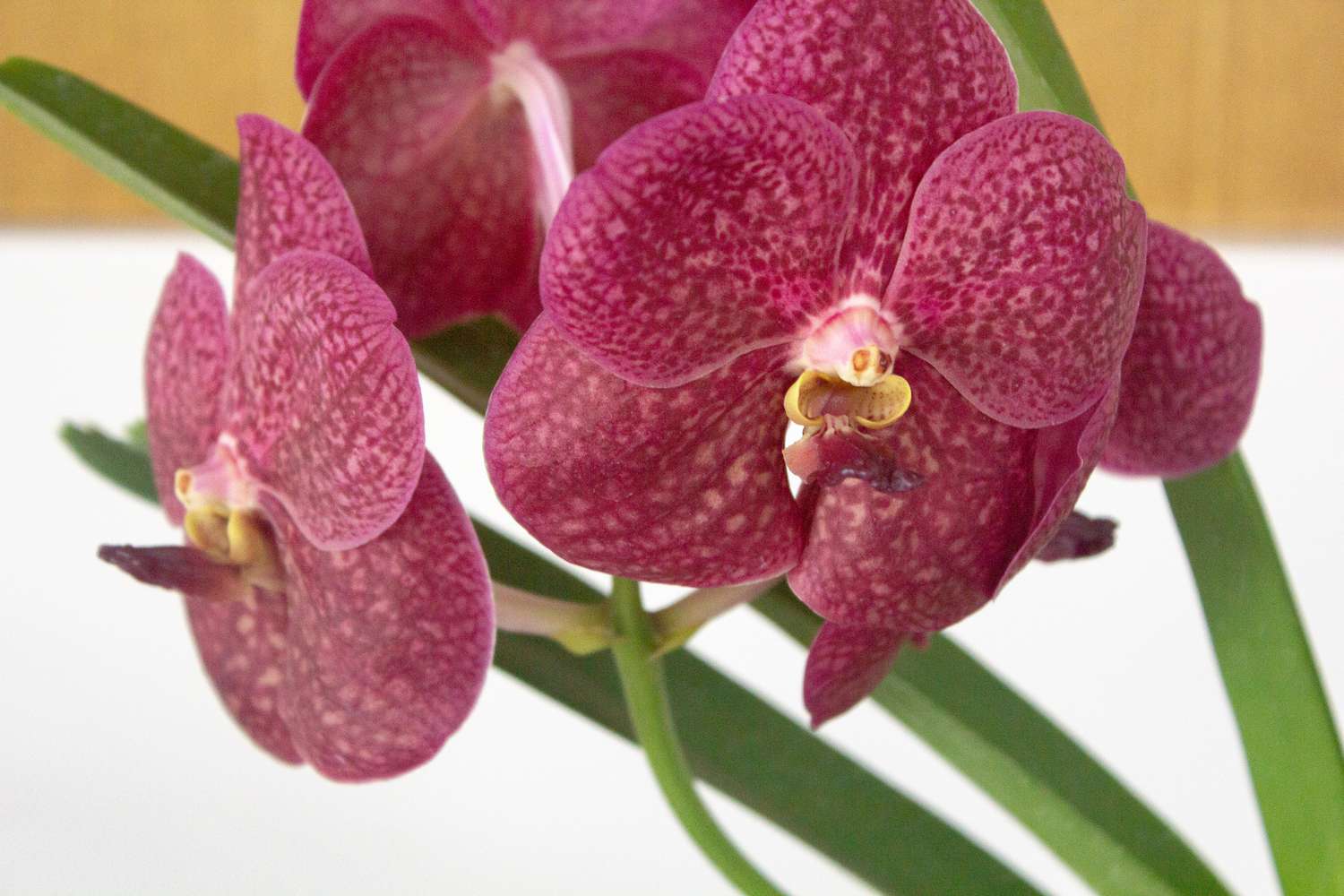 14-captivating-facts-about-vanda-orchid