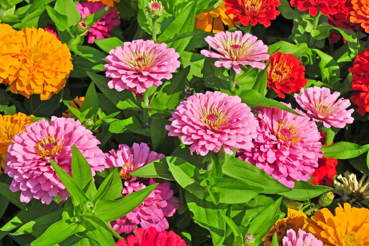 14-captivating-facts-about-zinnia-elegans