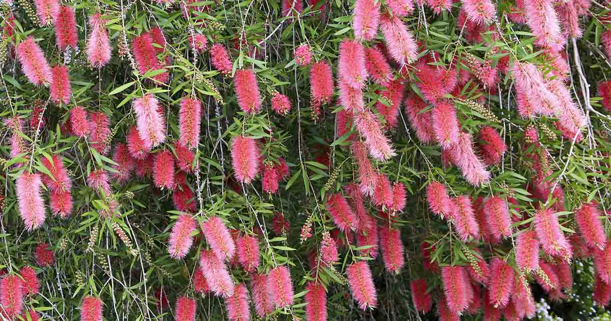 14-enigmatic-facts-about-bottlebrush