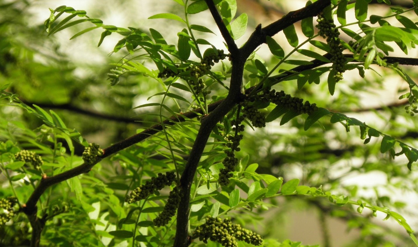 14-extraordinary-facts-about-gleditsia