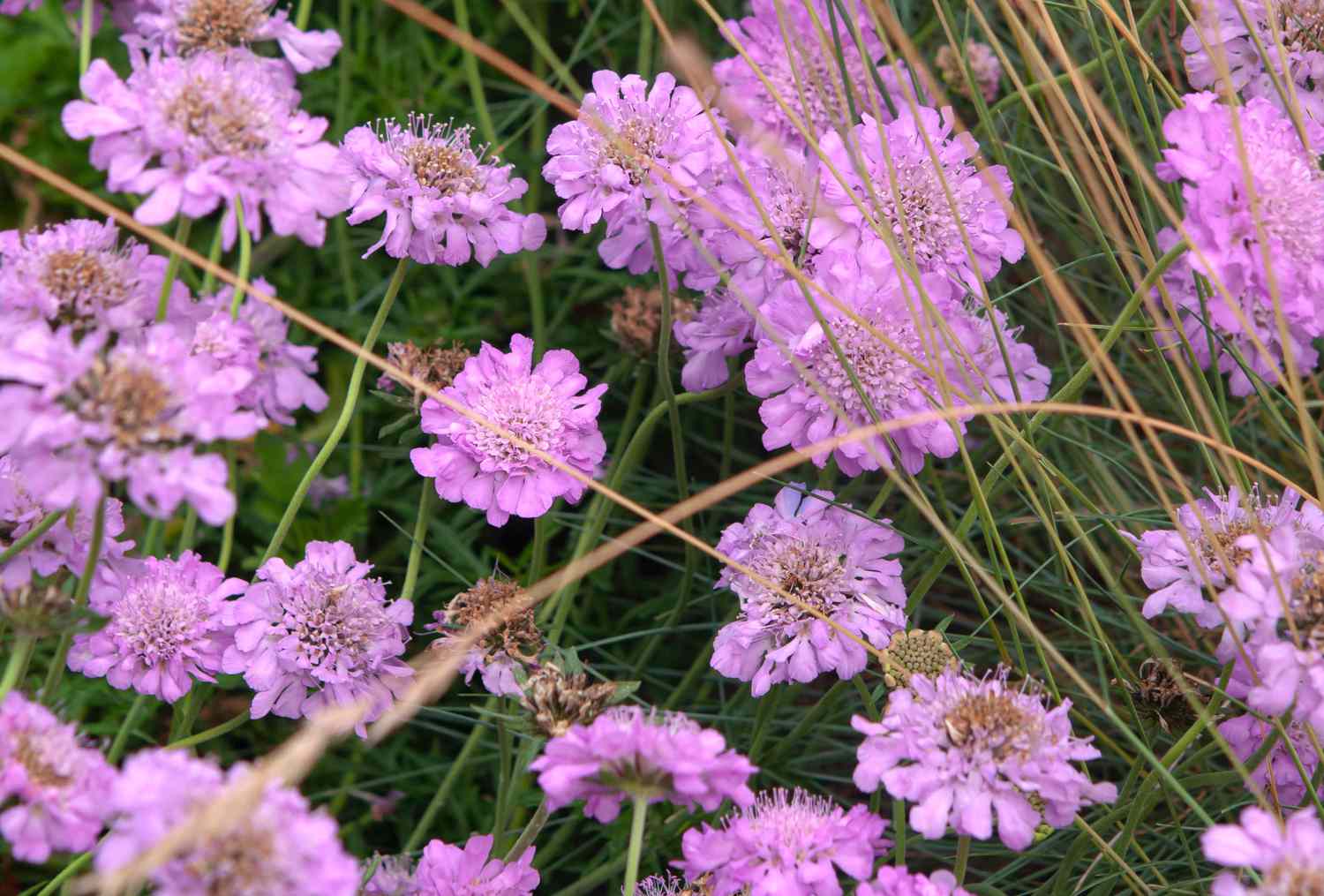 14-extraordinary-facts-about-scabiosa