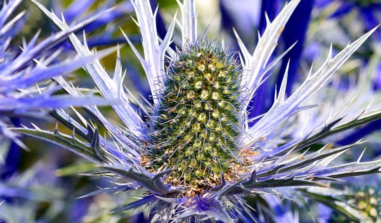 14-extraordinary-facts-about-sea-holly