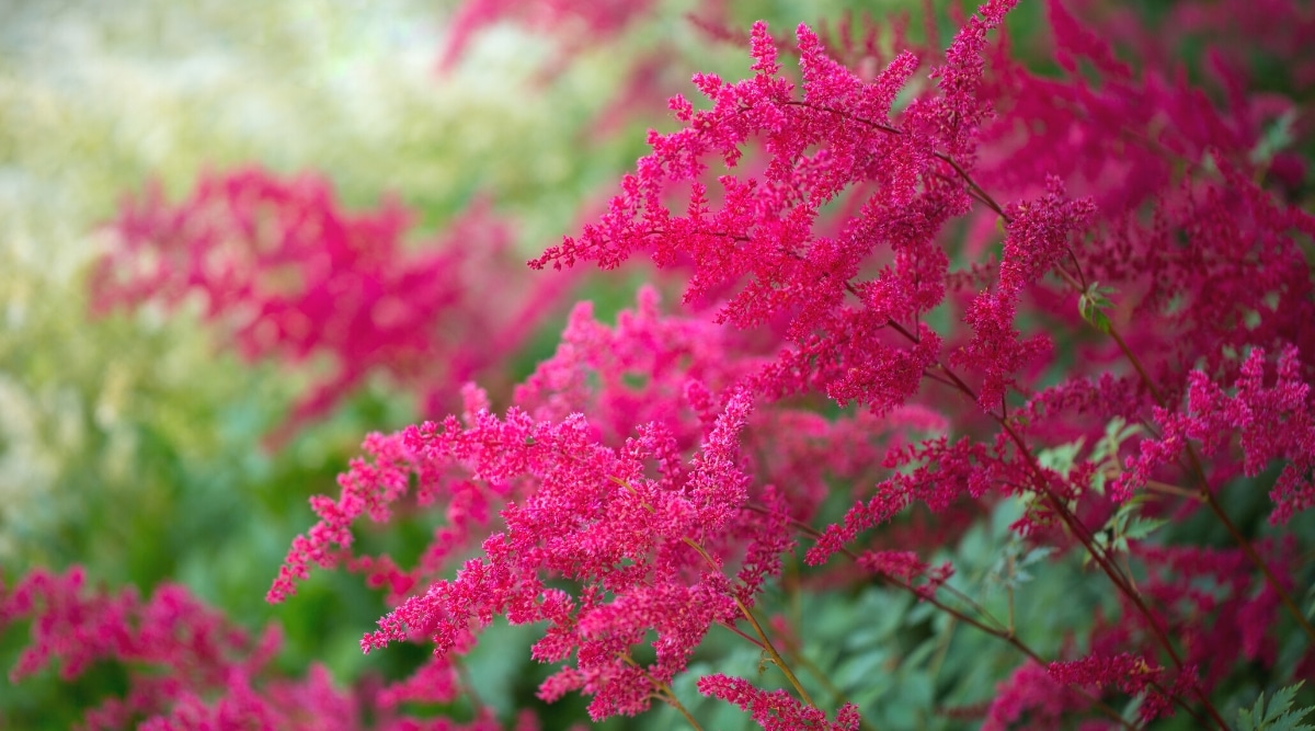 14-fascinating-facts-about-astilbe