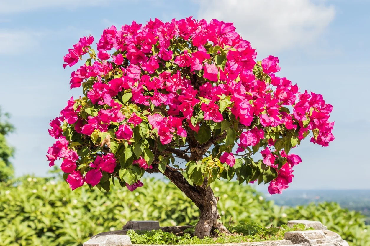 14-fascinating-facts-about-bougainvillea
