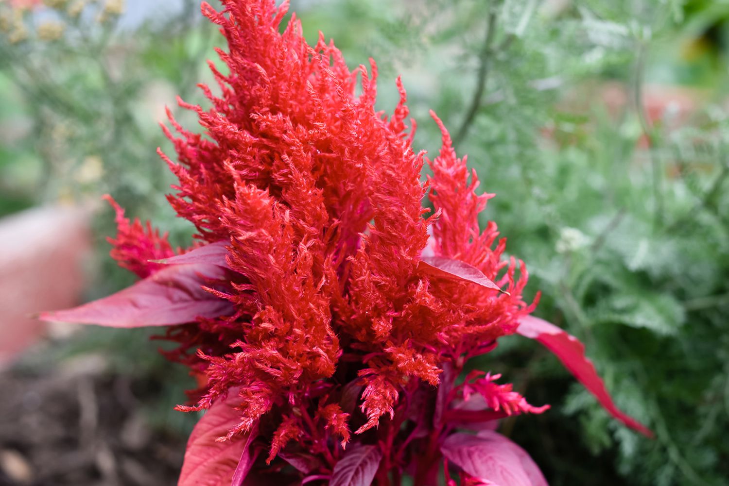 14-fascinating-facts-about-celosia