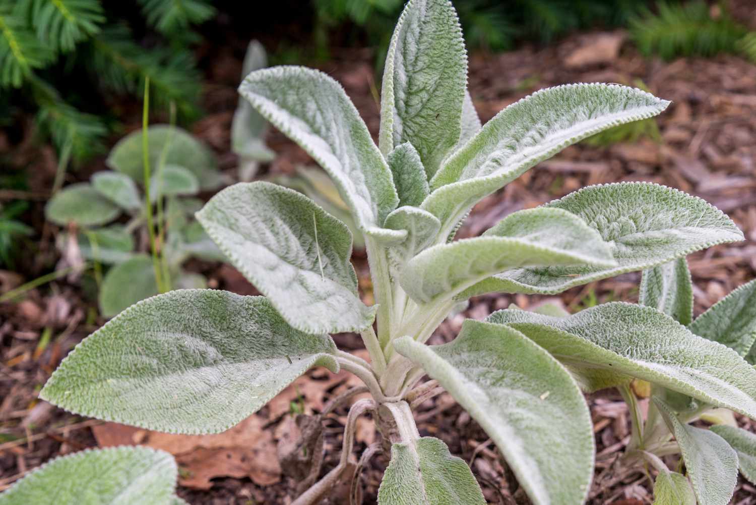 14-fascinating-facts-about-lambs-ear