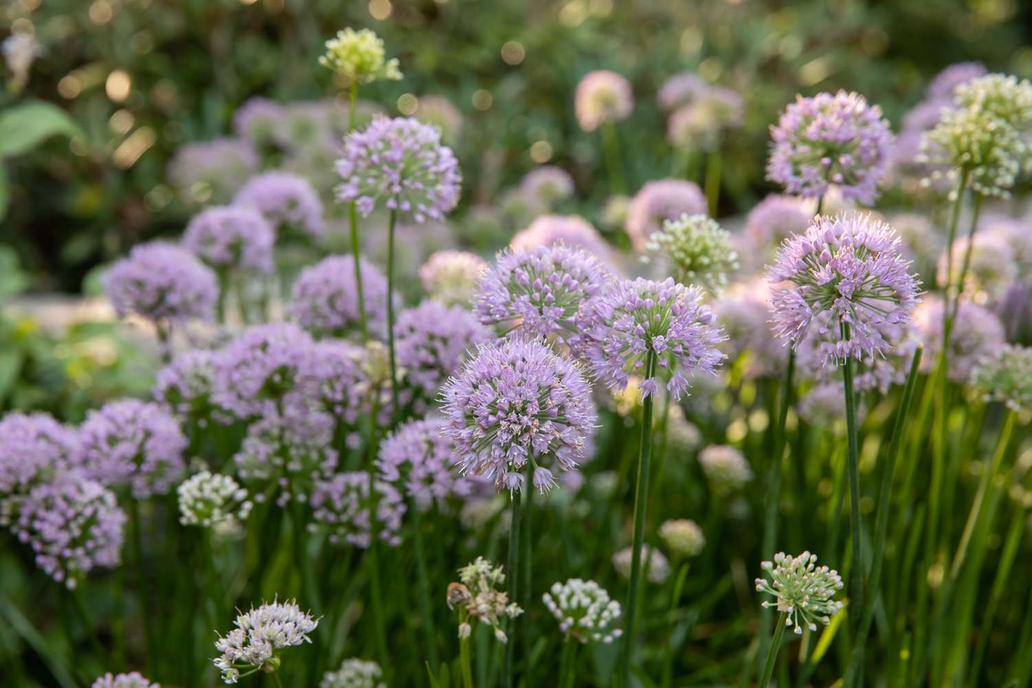 14-intriguing-facts-about-allium