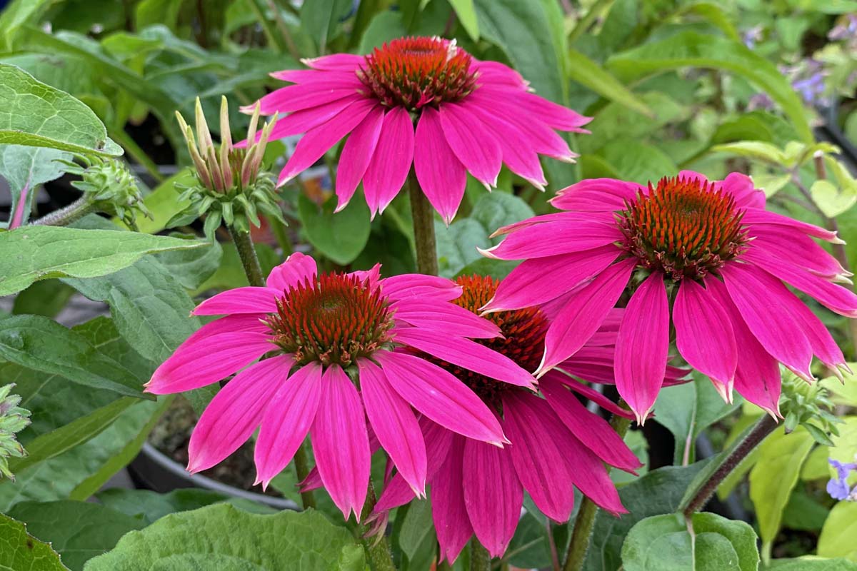 14-intriguing-facts-about-coneflower