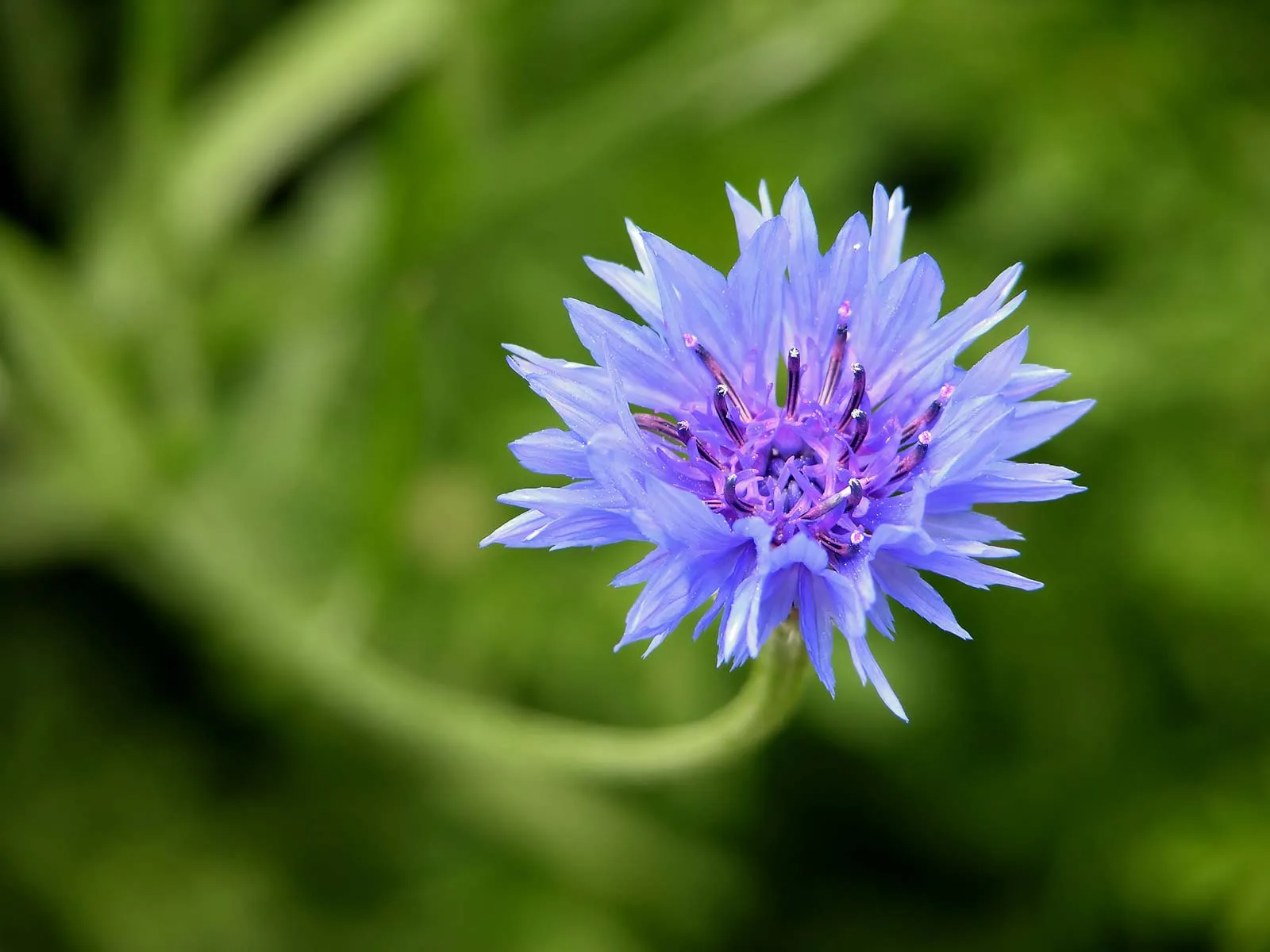 14-intriguing-facts-about-cornflower