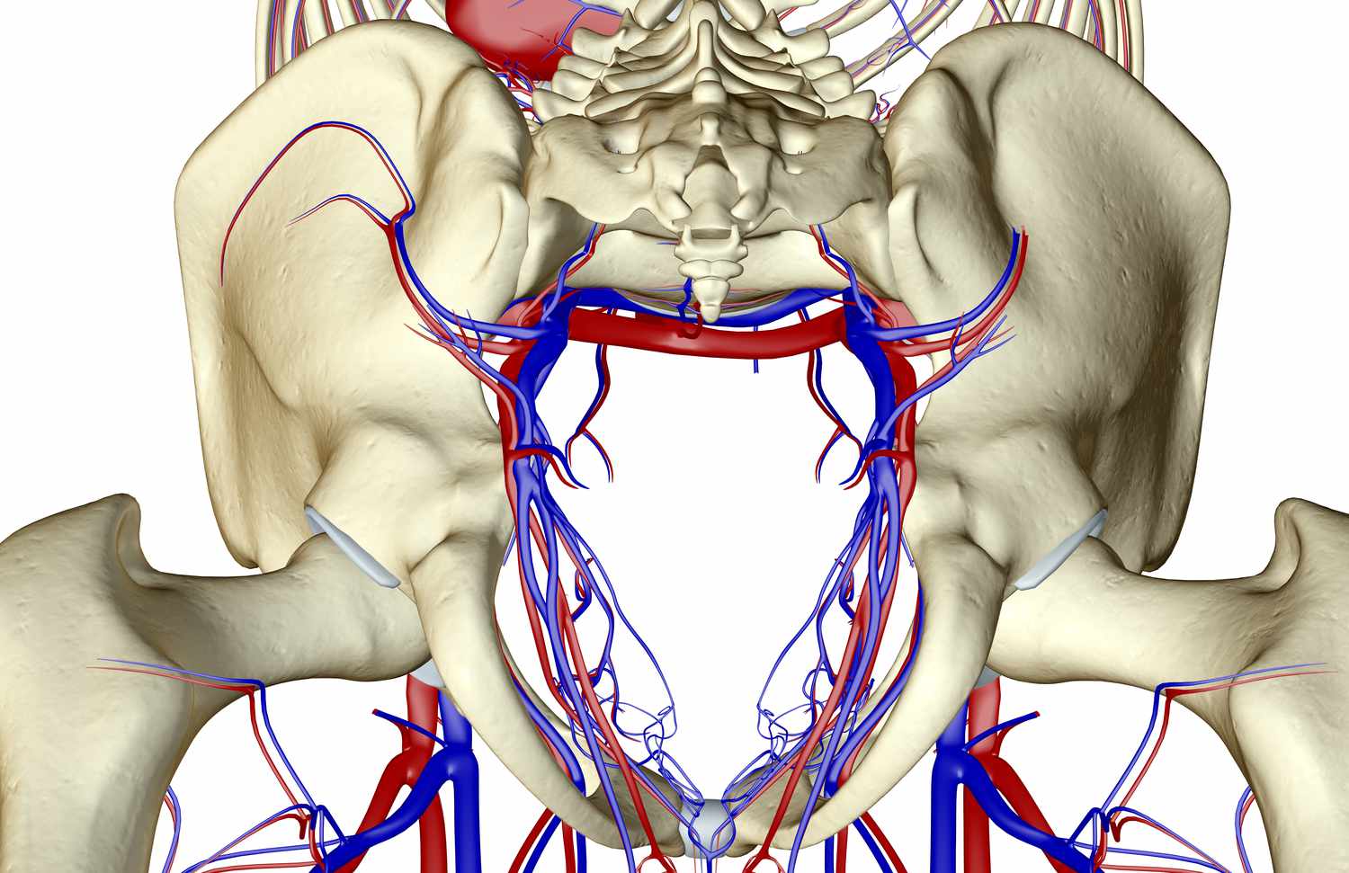 14-intriguing-facts-about-internal-iliac-artery