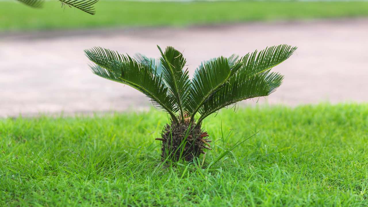 14-intriguing-facts-about-king-sago-palm