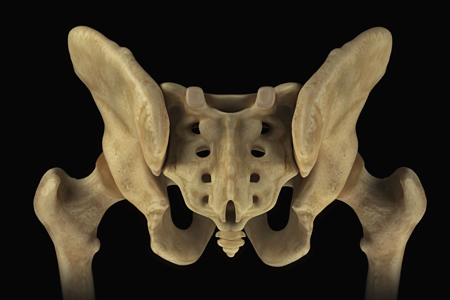 14-intriguing-facts-about-sacral-vertebrae