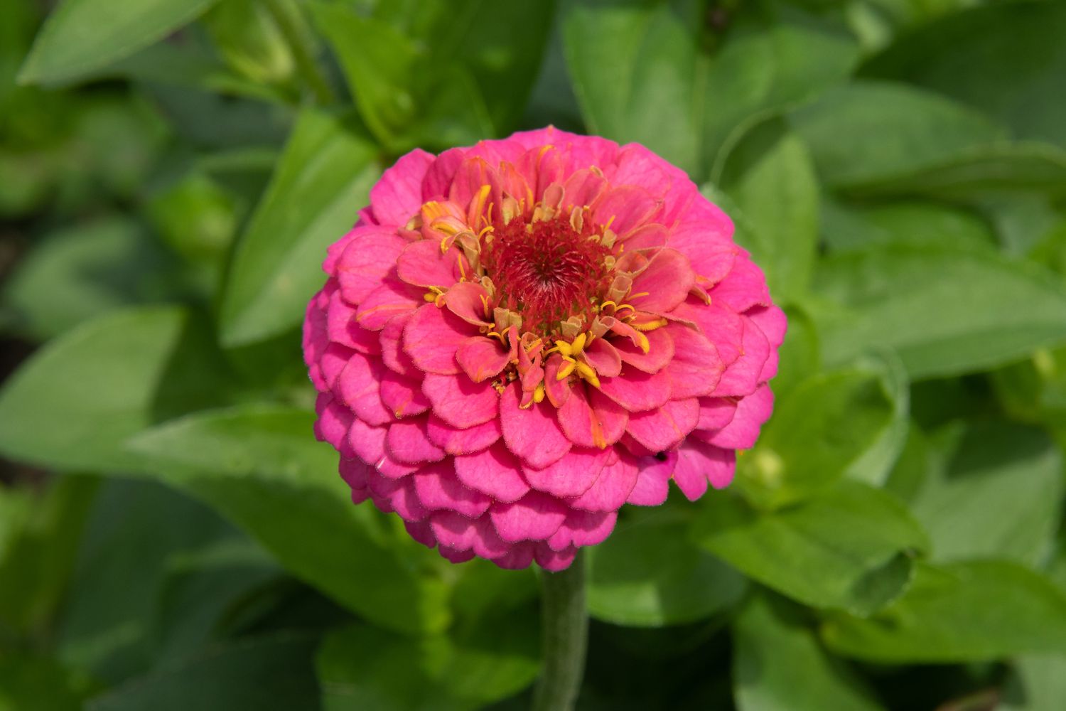 14-intriguing-facts-about-zinnia
