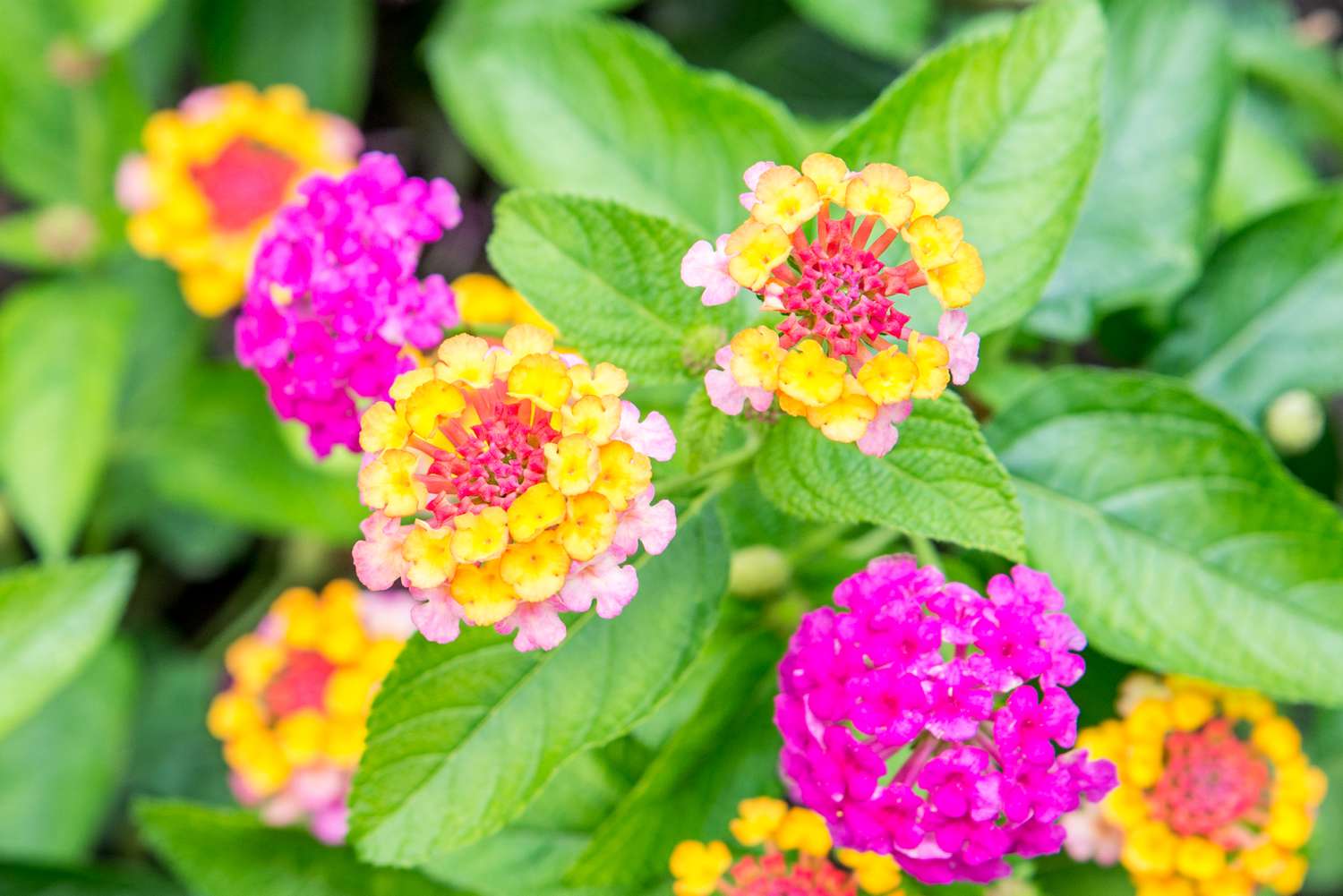 14-mind-blowing-facts-about-lantana