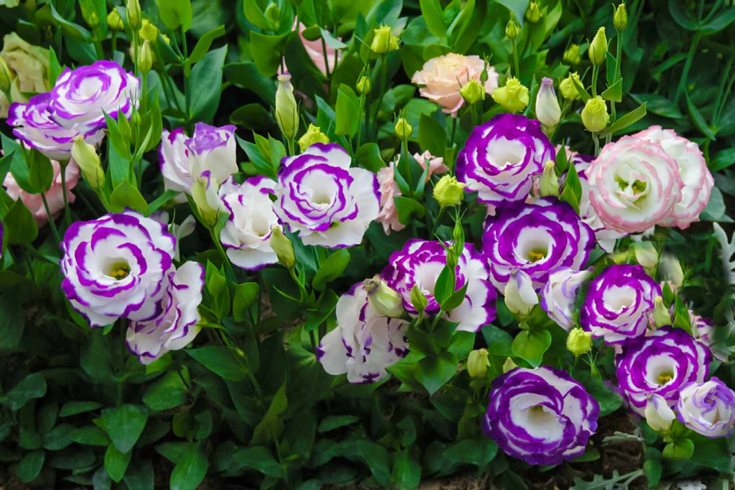 14-mind-blowing-facts-about-lisianthus