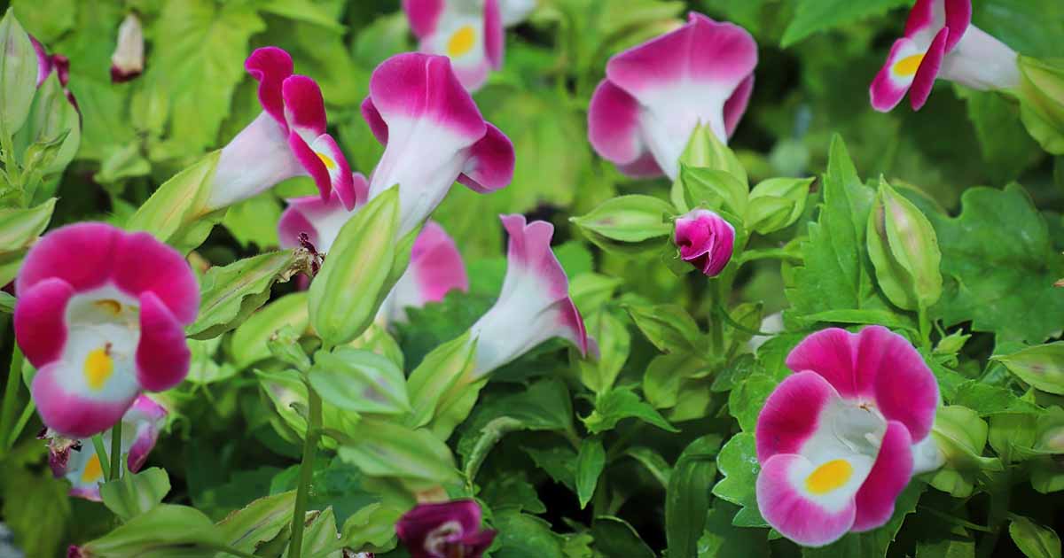 14-mind-blowing-facts-about-torenia