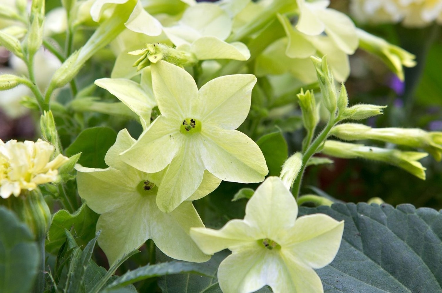 14-surprising-facts-about-nicotiana