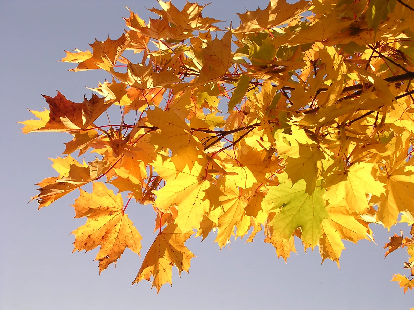 Maple Syrup Tree Leaf