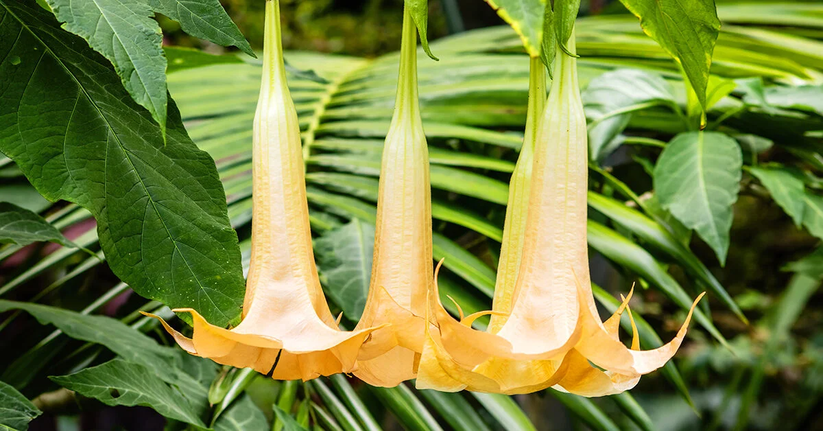 15-astounding-facts-about-angels-trumpet