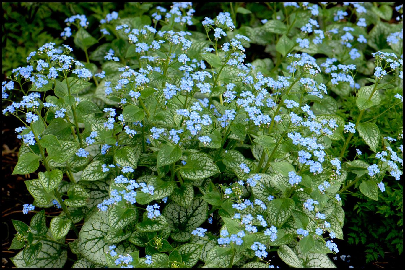 15-captivating-facts-about-brunnera