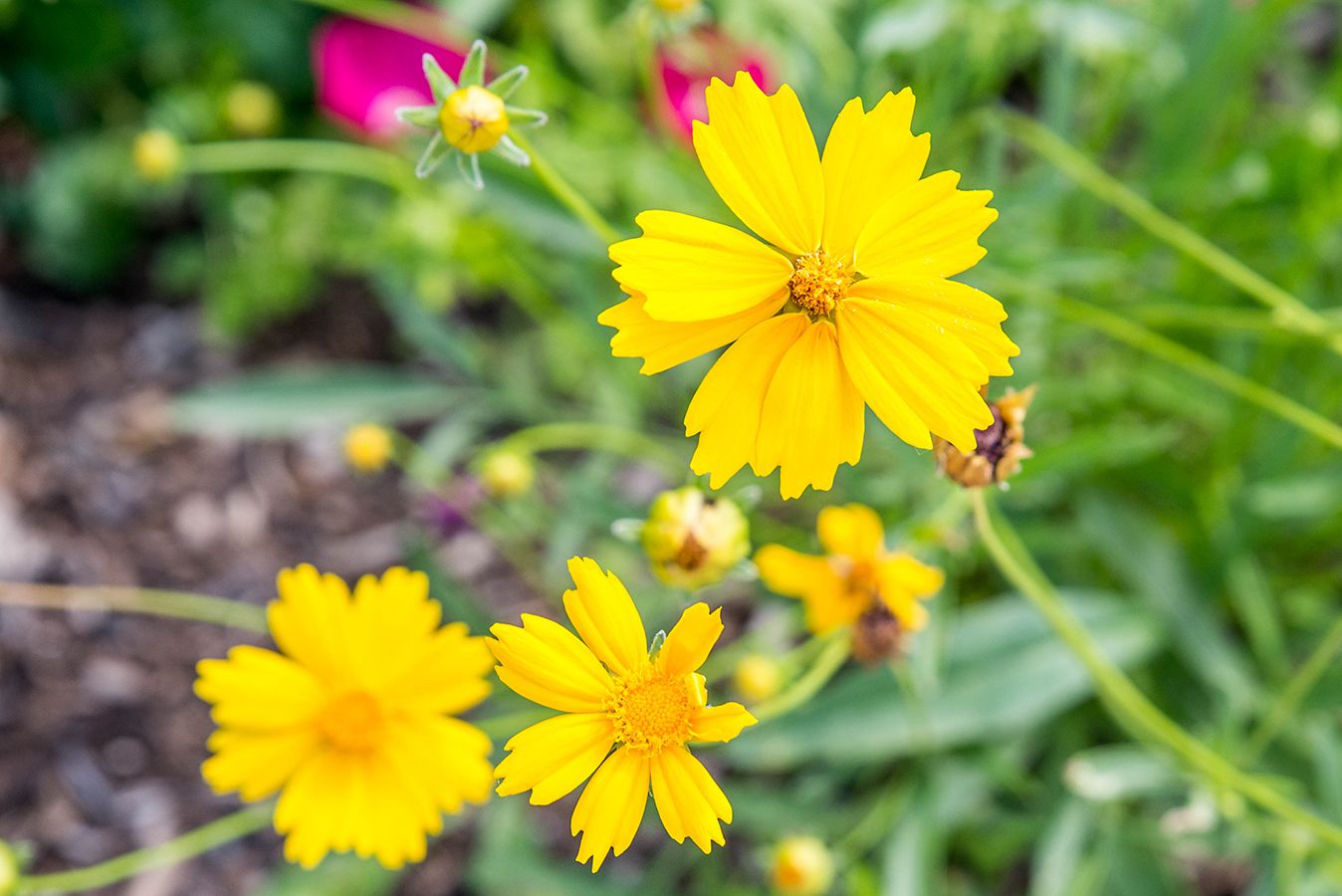 15-captivating-facts-about-coreopsis