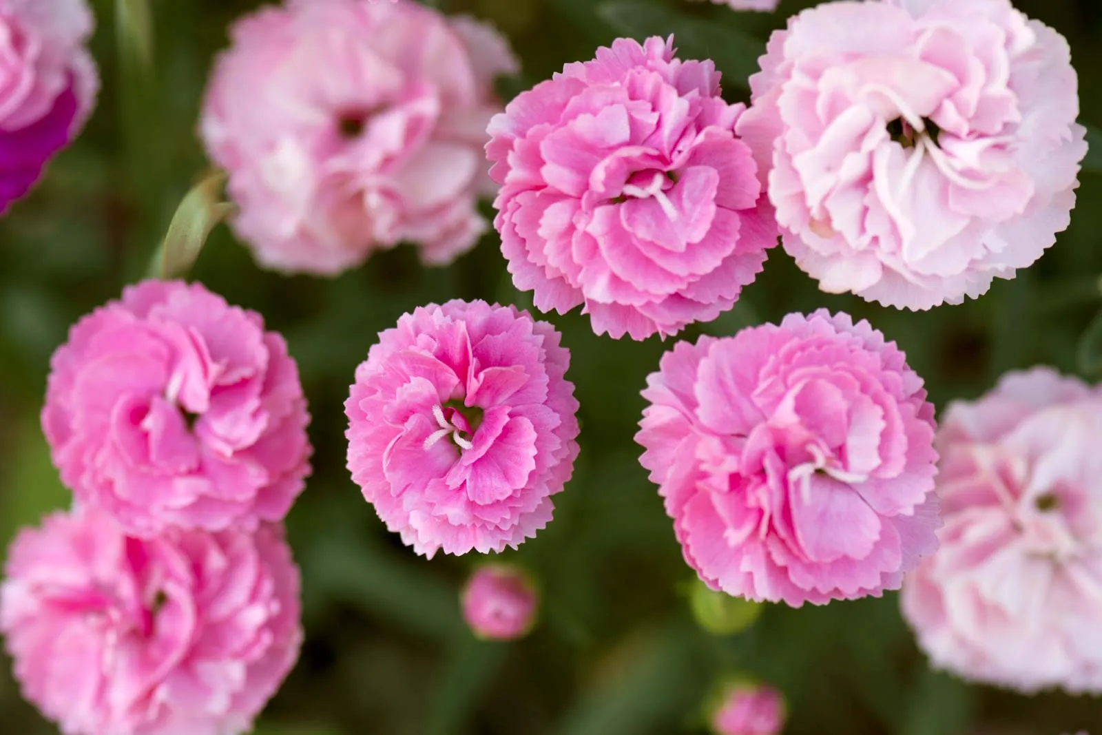 15-captivating-facts-about-dianthus-caryophyllus