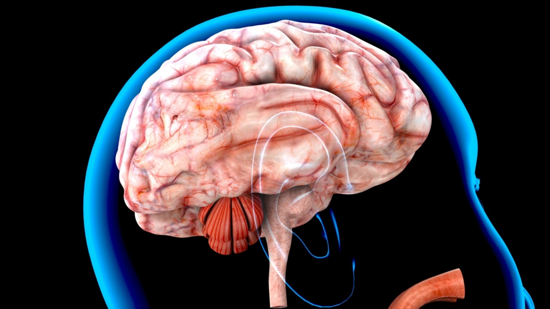 15-captivating-facts-about-pituitary-gland