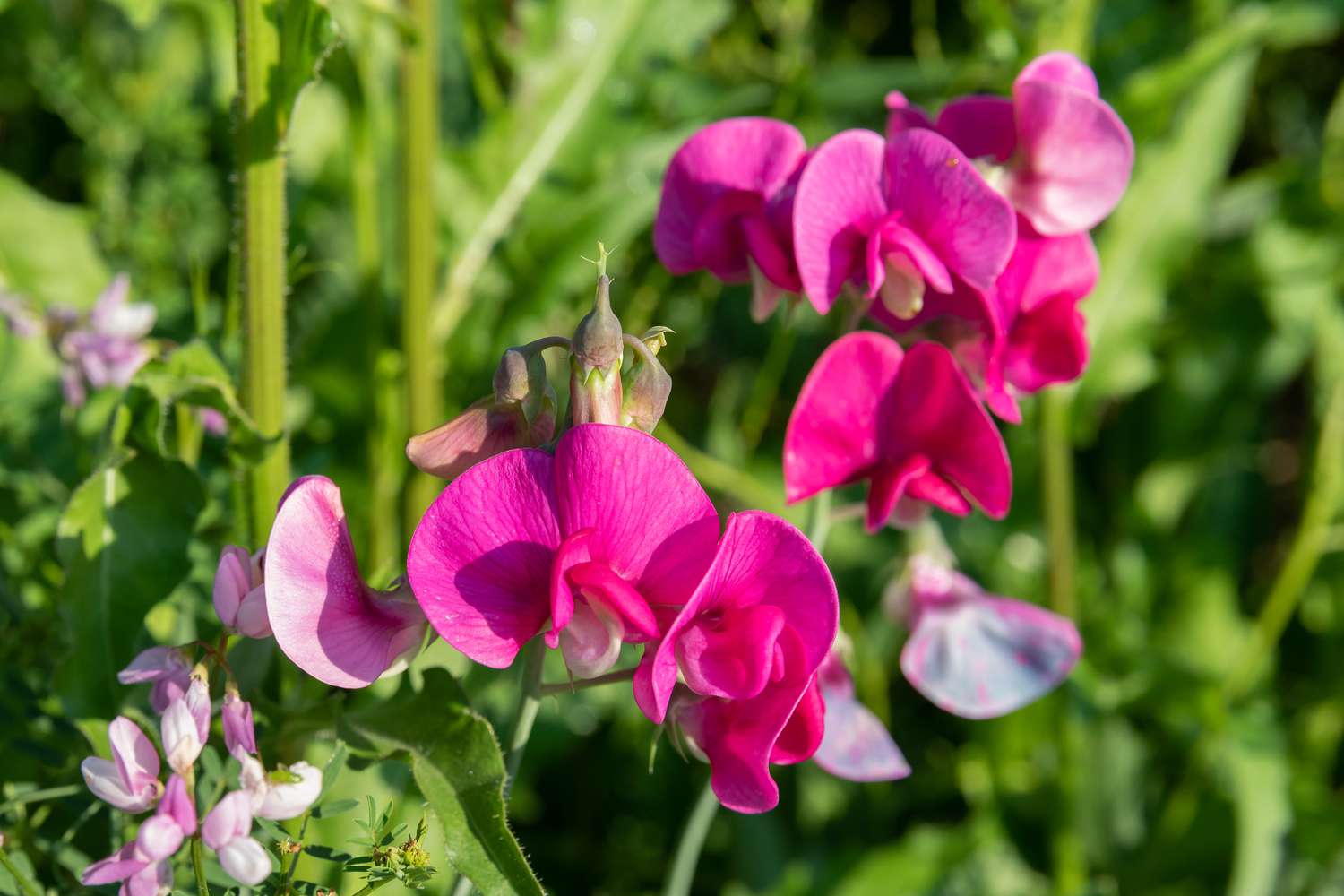 15-captivating-facts-about-sweet-pea