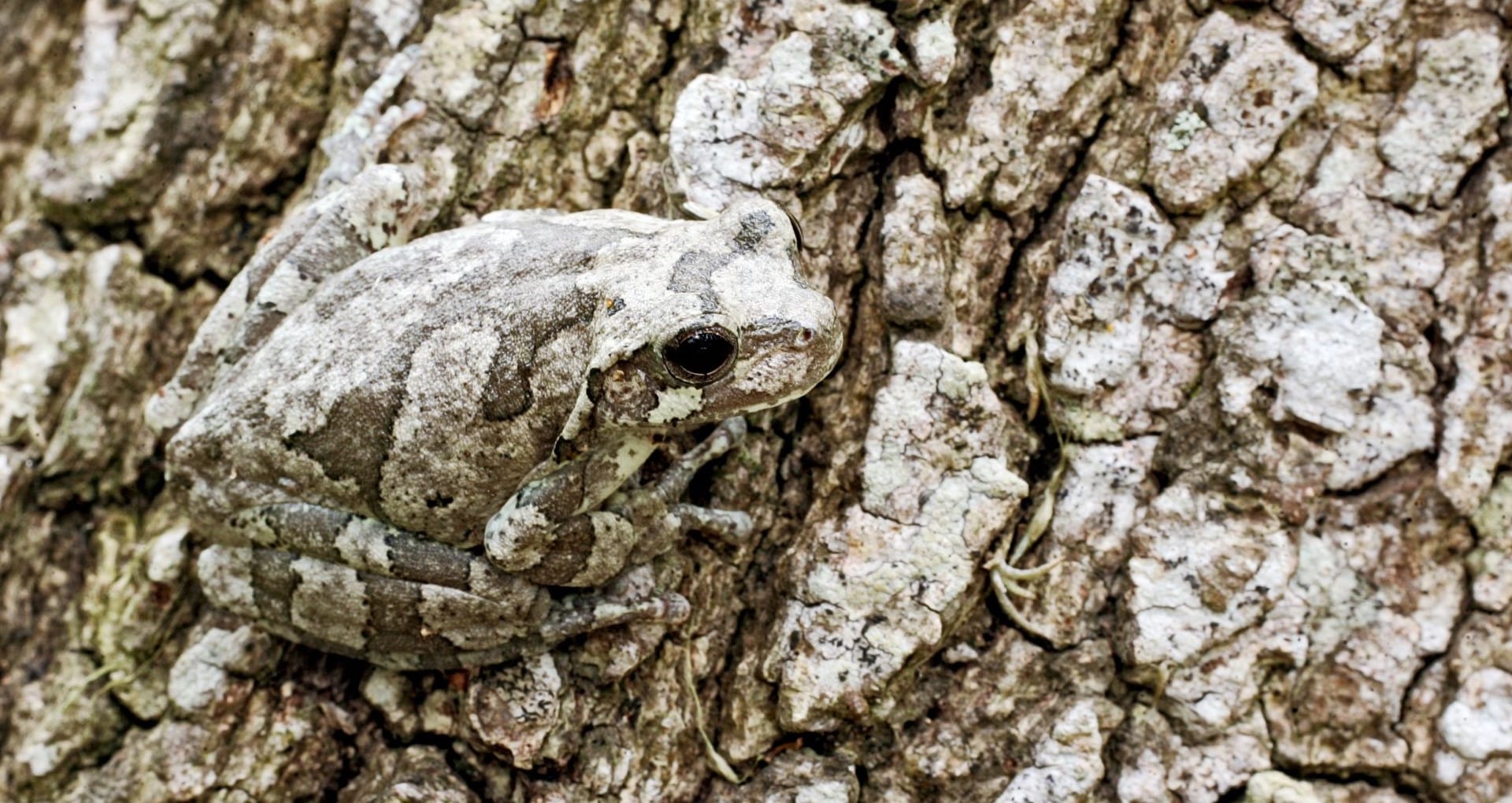 15-enigmatic-facts-about-camouflage