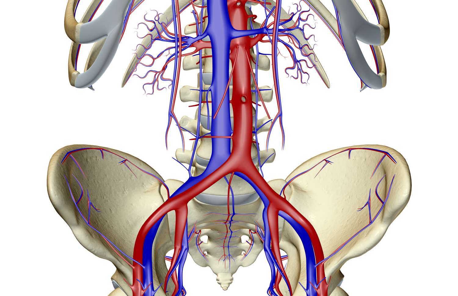 15-enigmatic-facts-about-external-iliac-artery