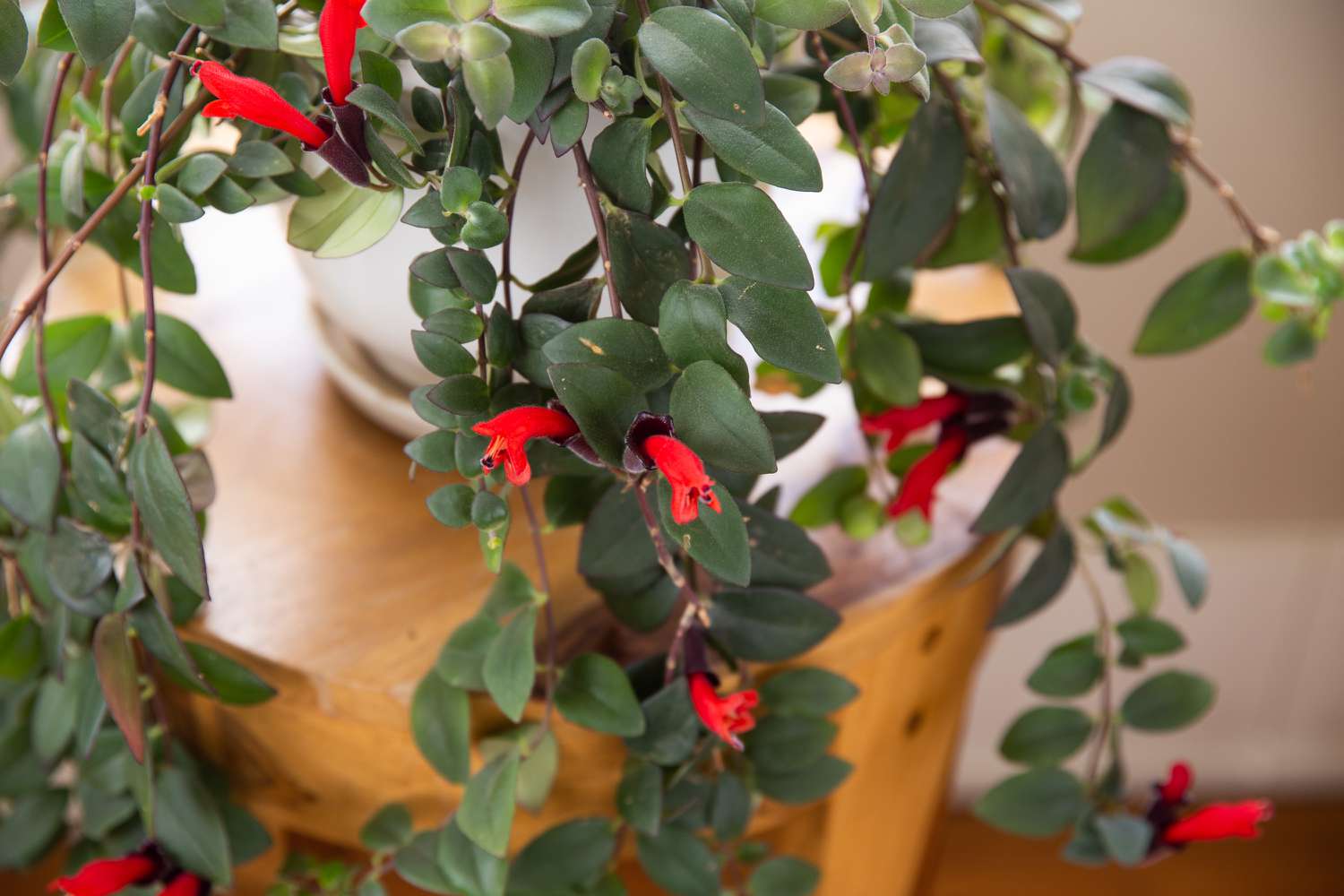 15-enigmatic-facts-about-lipstick-plant