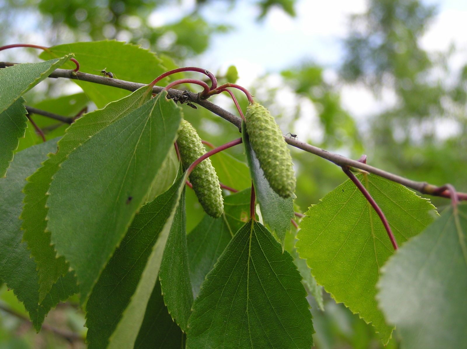 Paper birch, Tree, Leaf, Bark, Scientific Name, & Facts
