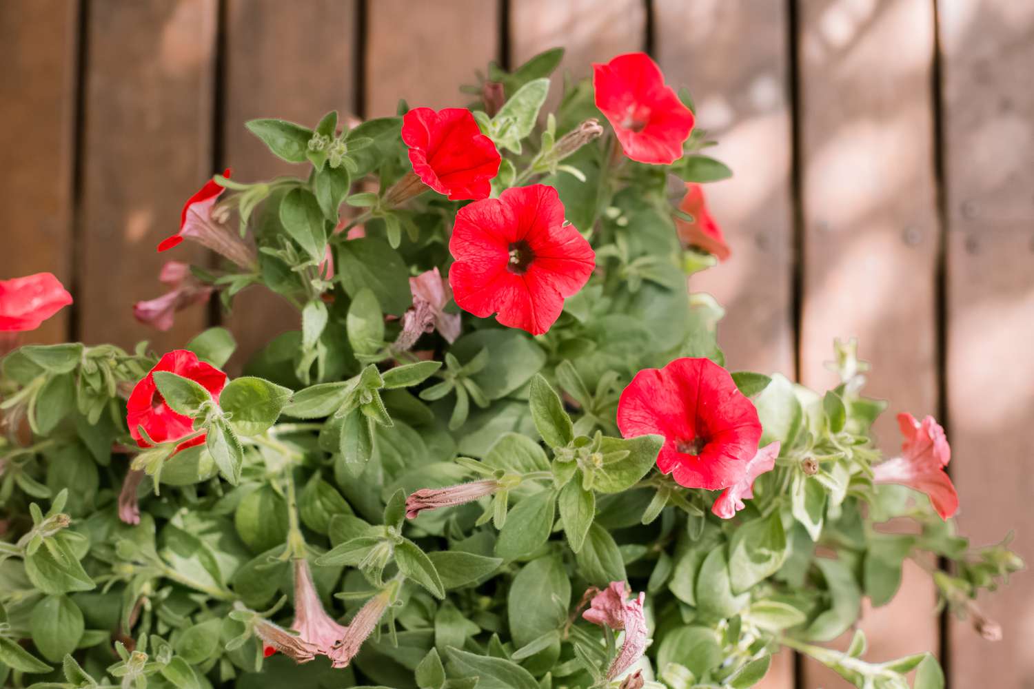 15 Extraordinary Facts About Petunia 