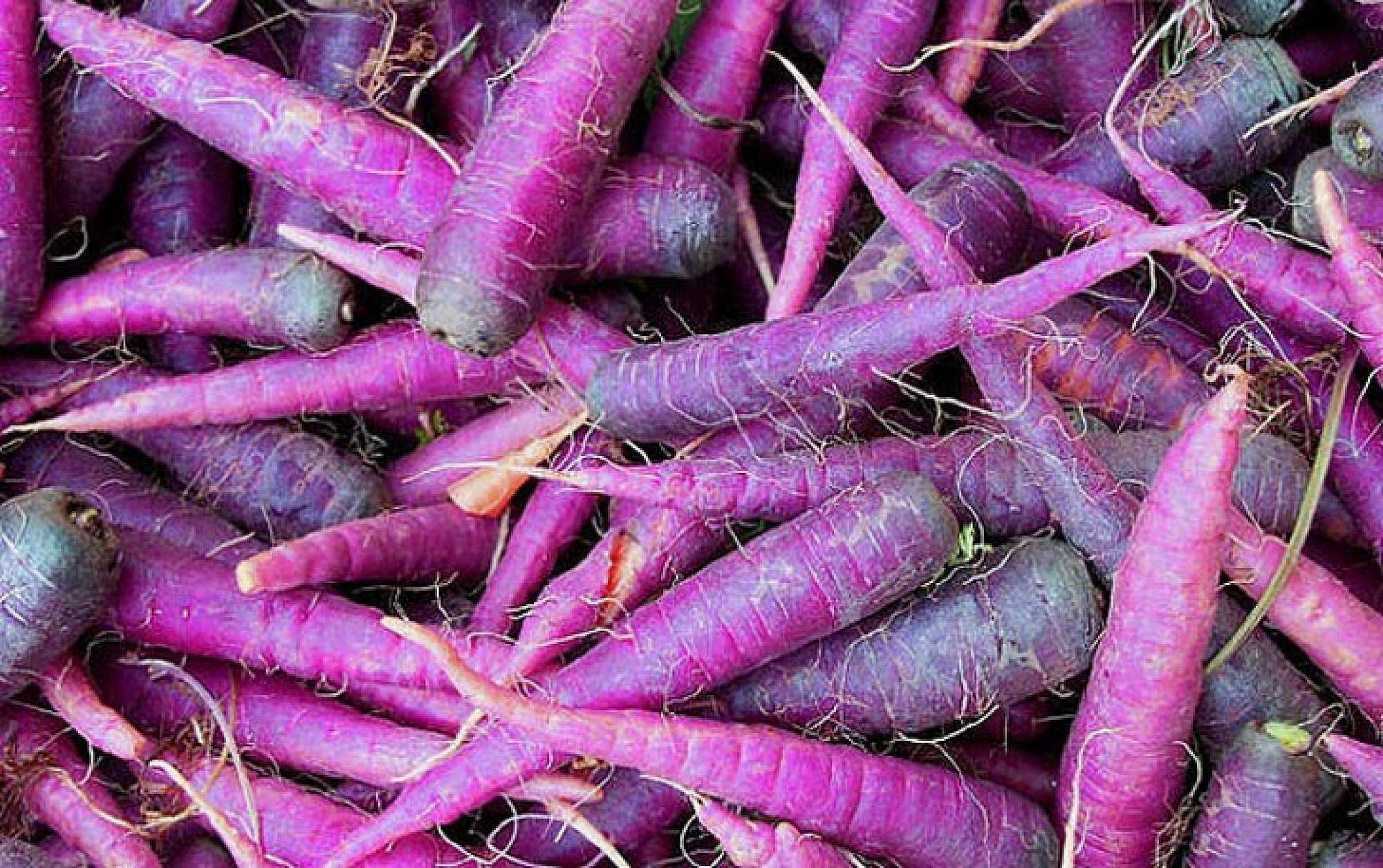 15-facts-about-purple-carrot