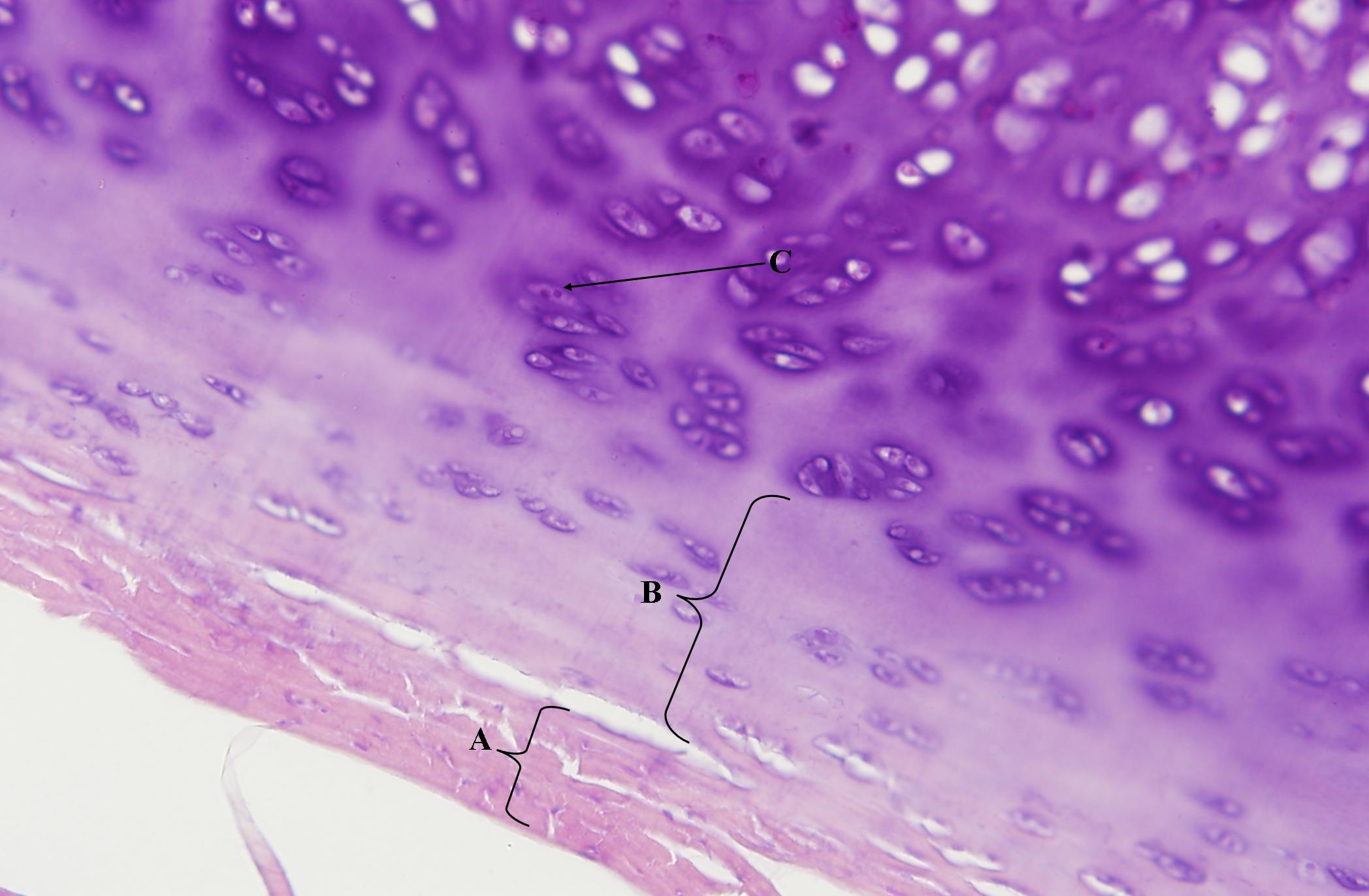 15-fascinating-facts-about-hyaline-cartilage