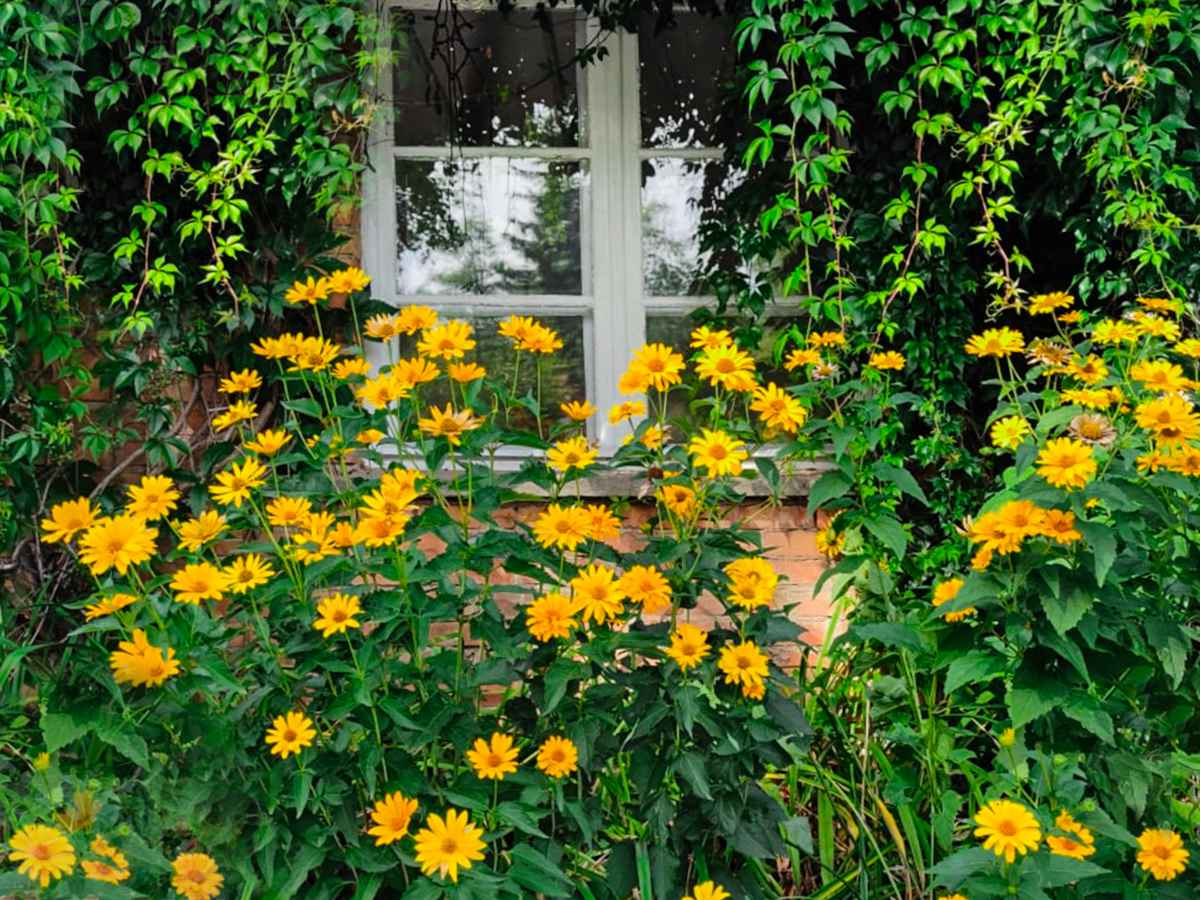 15-fascinating-facts-about-rudbeckia
