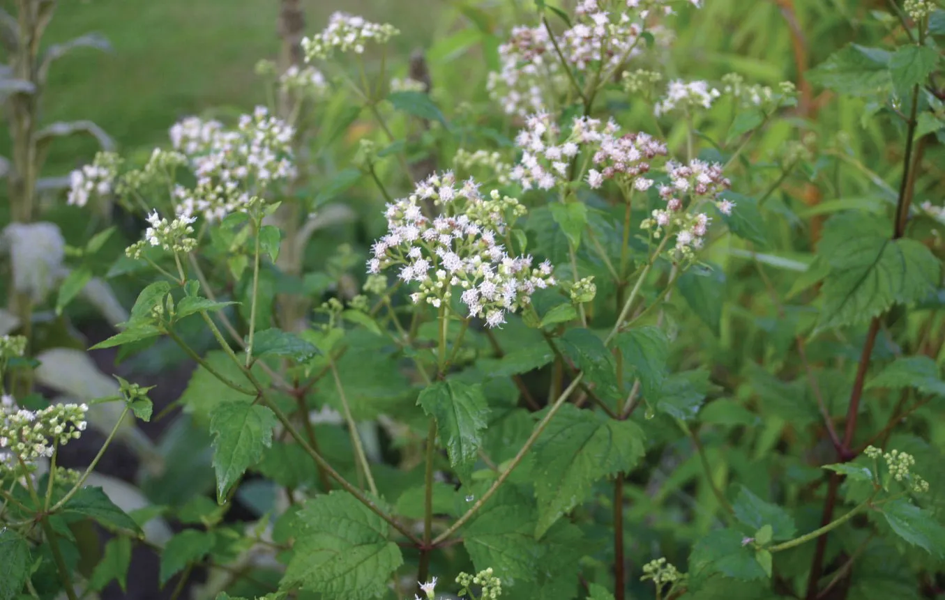 15-fascinating-facts-about-white-snakeroot