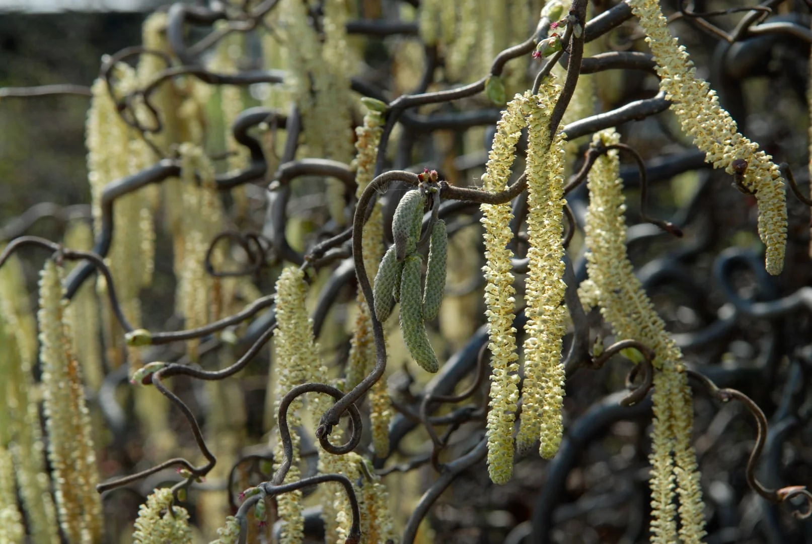 15-intriguing-facts-about-corylus