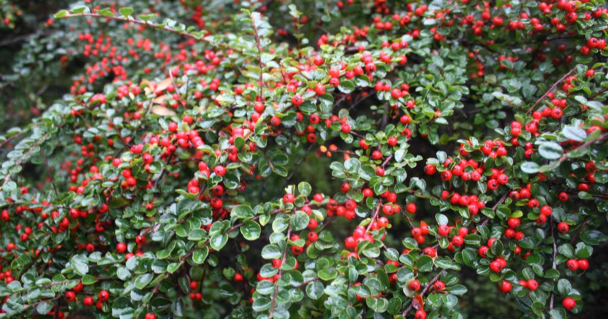 15-intriguing-facts-about-cotoneaster