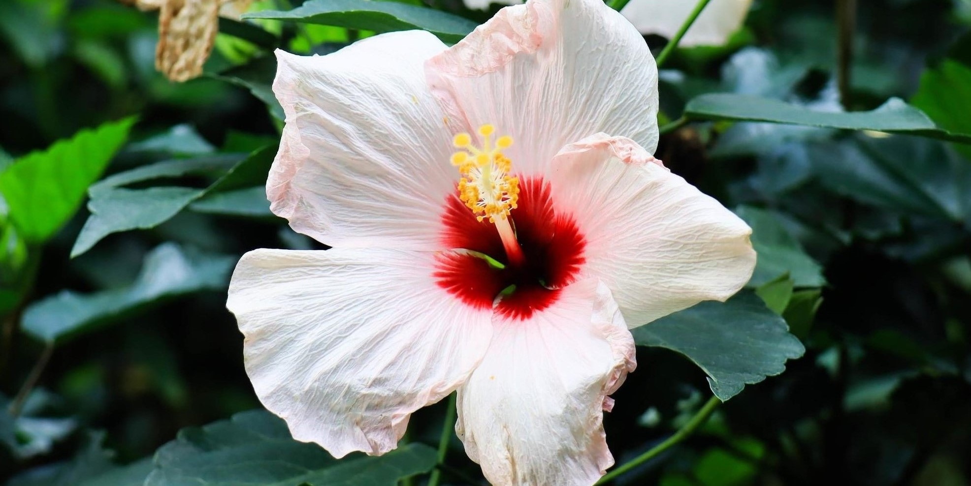Chinese hibiscus, Description, Flower, Uses, Cultivation, & Facts