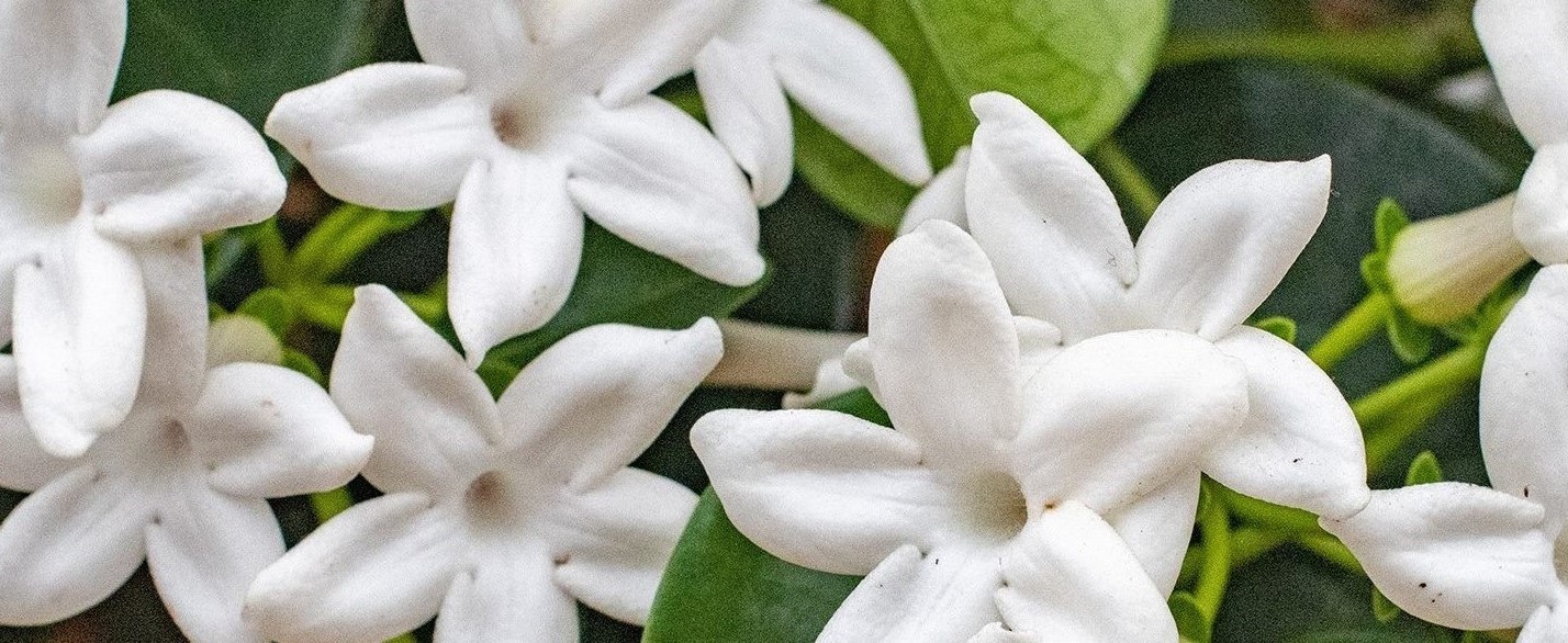 15-intriguing-facts-about-stephanotis
