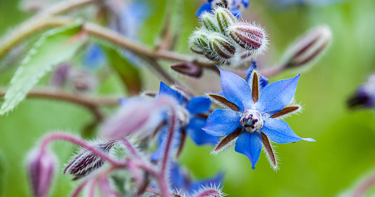 15-mind-blowing-facts-about-borage