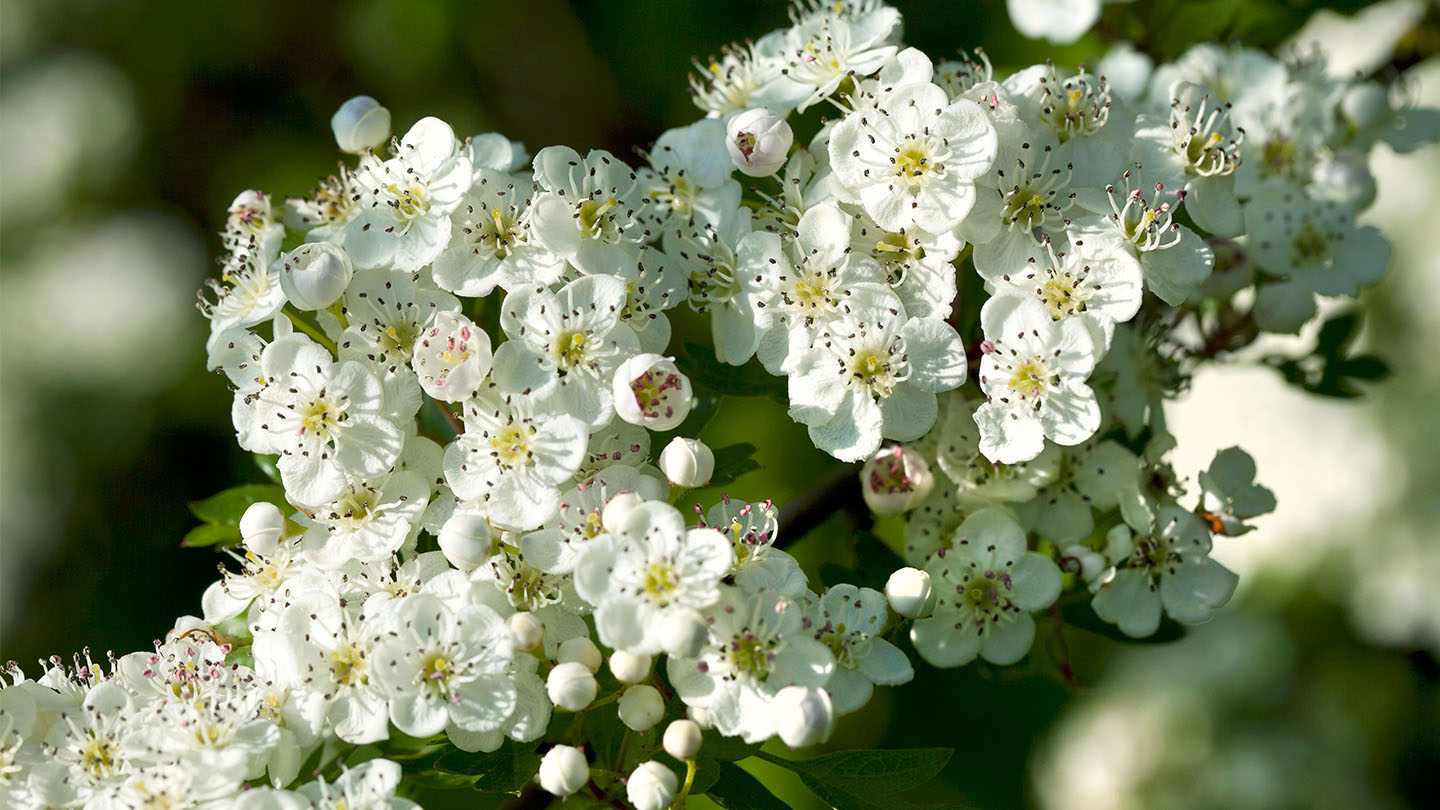 15-mind-blowing-facts-about-crataegus