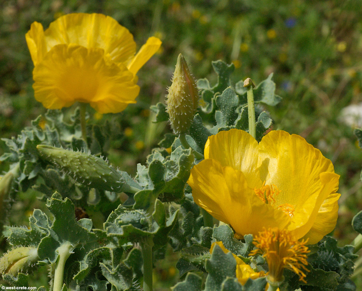 15-mind-blowing-facts-about-glaucium-flavum