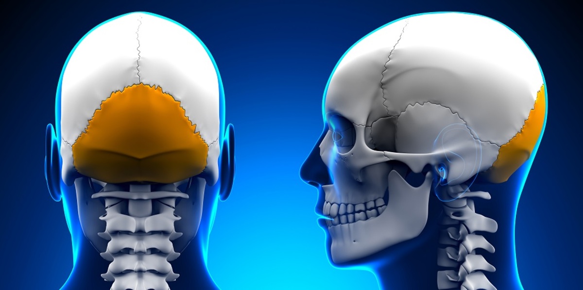 15-mind-blowing-facts-about-occipital-bone