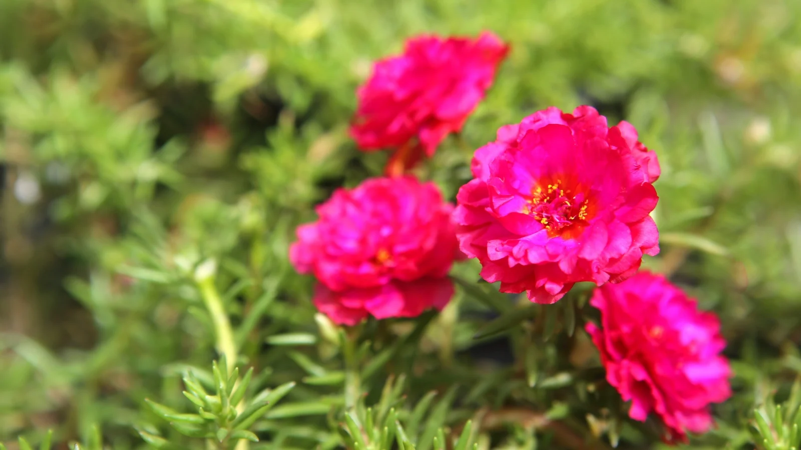 15-mind-blowing-facts-about-portulaca
