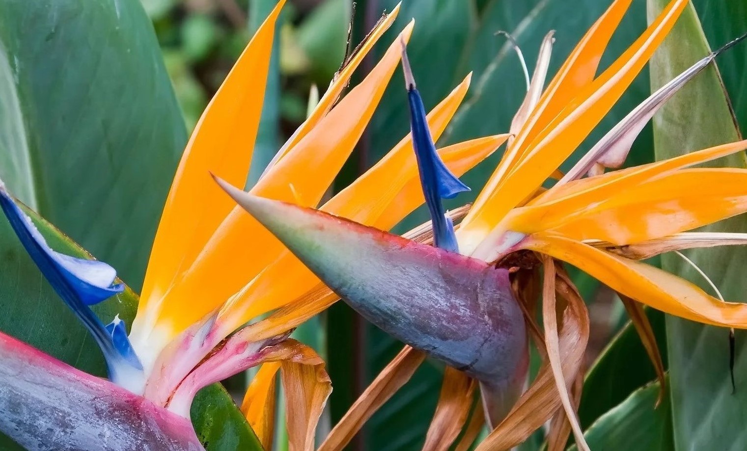 birds of paradise plant species